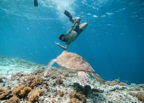 Utopia Insel Schnorchlen VIP - Schnorcheln auf der Utopia Insel .