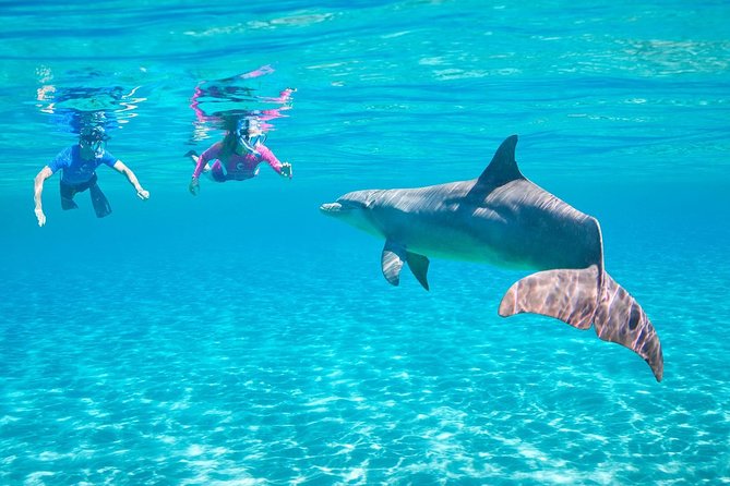 Delfin Ausflug