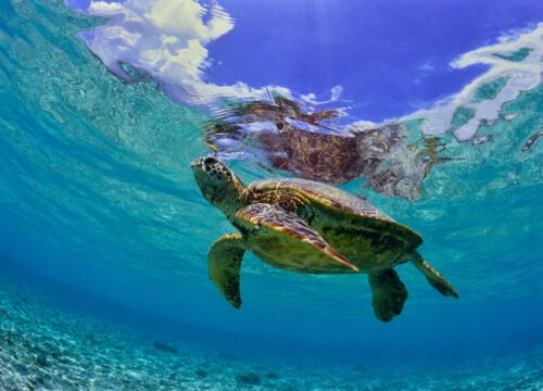 Schildkröten & Dugoung Schnorchel Ausflug Marsa Alam