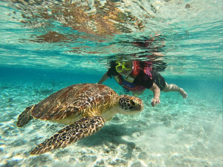 Egypt Abu Dabbab Schnorchel-Ausflug- Schnorcheln Marsa Alam