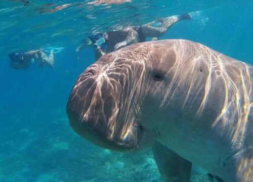 Ausflug Insel Hamata von Marsa Alam