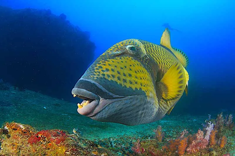 Tauchen Hurghada deutsch - Korallenriff mit bunten Fischen