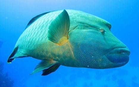 Fische im Roten Meer