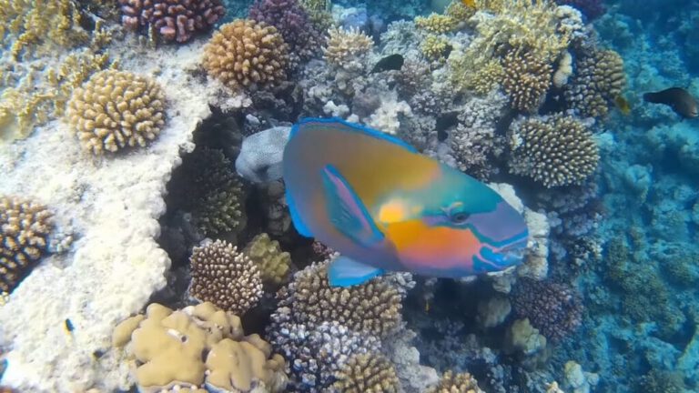 Tauchausflug Hurghada buchen - Taucher erkunden Korallenriffe