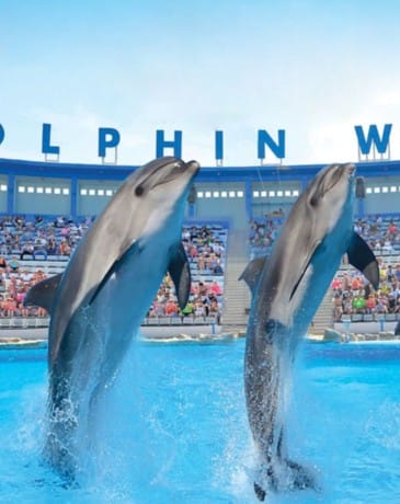 Dolphin World Show Hurghada Tickets buchen - Familie genießt Delfinshow