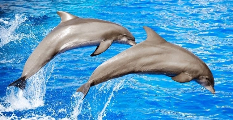 Mit Delfinen schwimmen in Hurghada