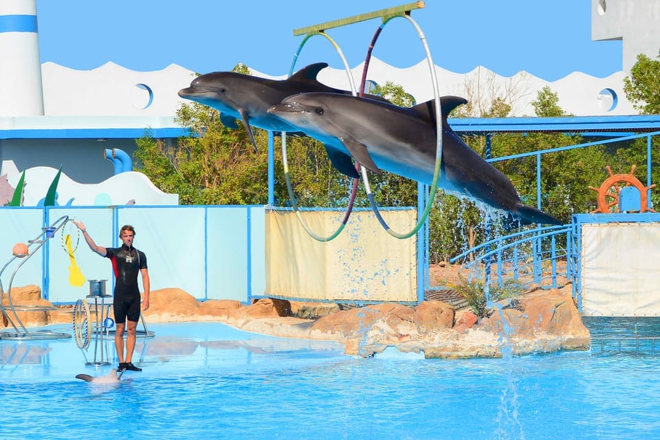 Dolphin World Show Hurghada Tickets buchen