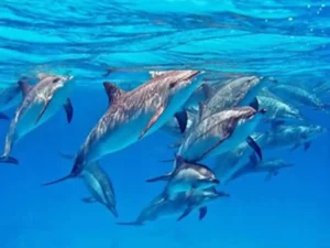 VIP Schnorchelausflug Dolphin House Buchen - Luxusyacht auf dem Roten Meer