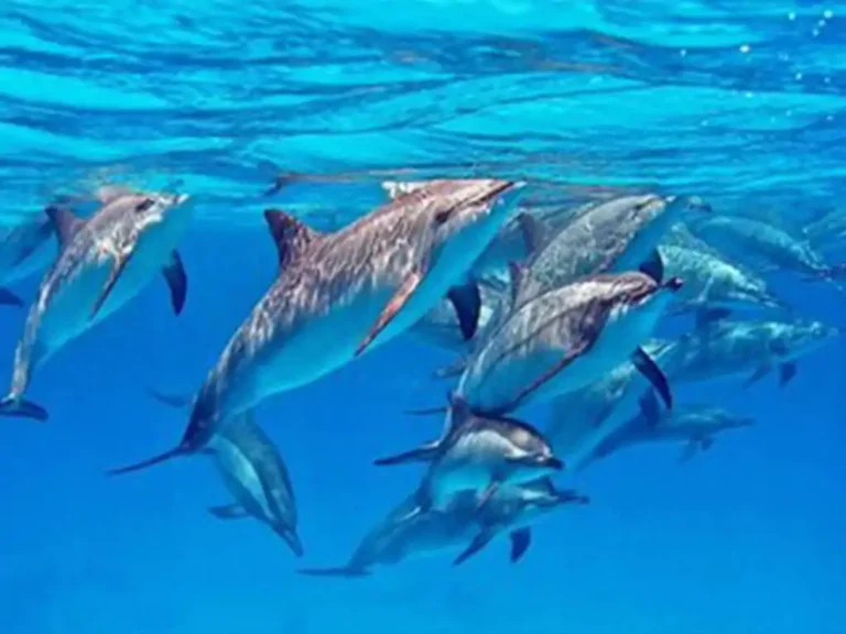 Delfintour Hurghada Schnellboot - Familie beobachtet Delfine