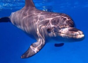 Delfin Show Hurghada mit Transfer - Familie beobachtet Delfine