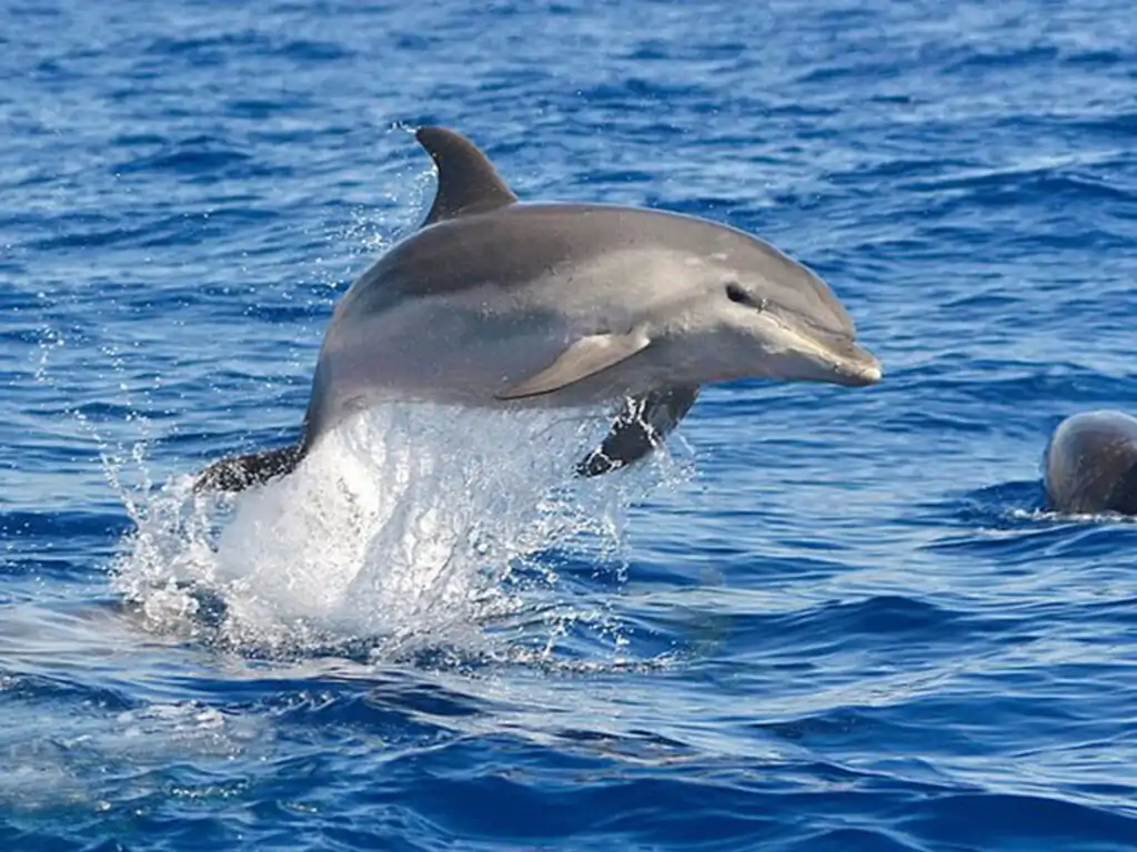 Delfin Show Hurghada mit Transfer - Familie beobachtet Delfine