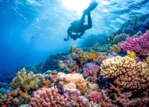Tauchausflug Hurghada - Taucher erkunden ein Korallenriff