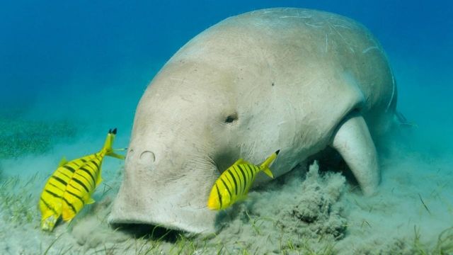 Abu Dabbab Ausflug ab Marsa Alam - Schnorcheln mit Seekühen