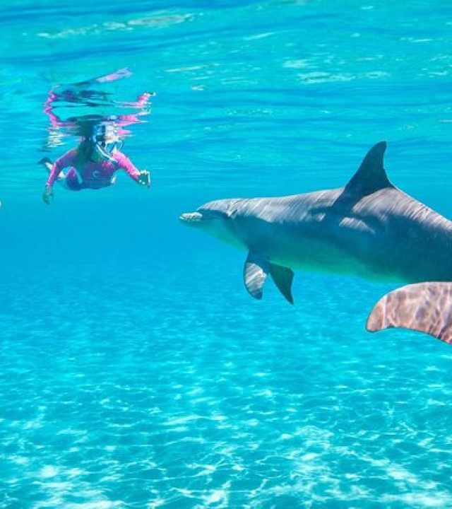 Delfin Ausflug